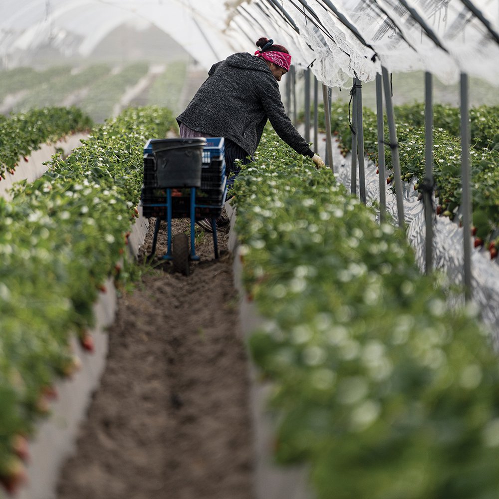 Picking is a delicate process requiring nimble fingers