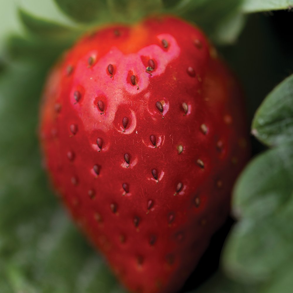 The Inspire variety of strawberry is the result of years of genetic breeding to achieve the perfect size, colour, flavour and shelf life