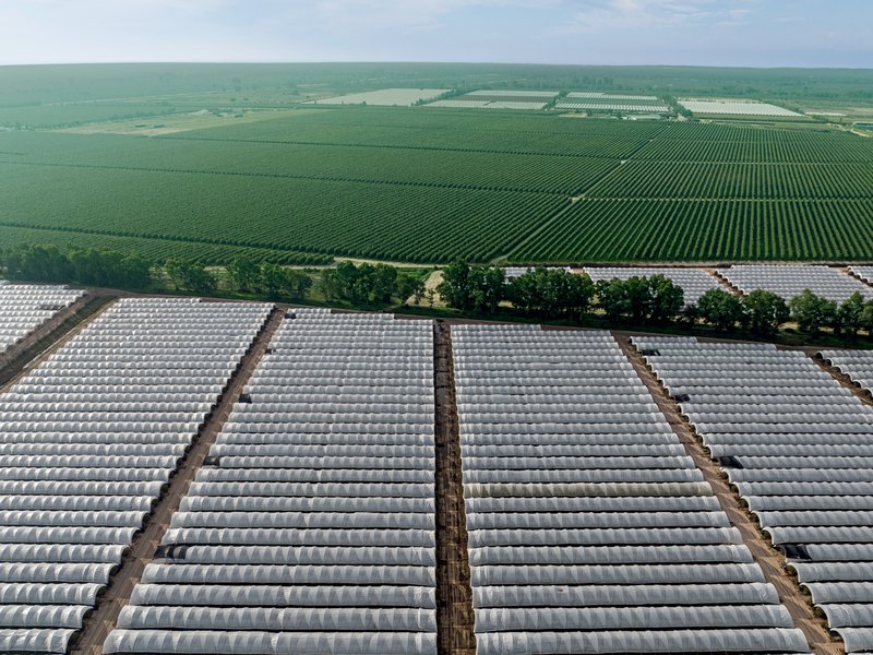 Surexport benefits from Huelva’s sunny climate and sandy soil, which create excellent growing conditions for strawberries │ All Moyca grapes are handpicked and trimmed before being sent to pack houses│ Derek Davis works for the Rio Tinto Fruit Company in Huelva from where we source organic citrus