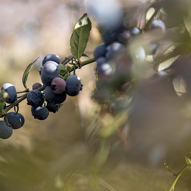 Blueberry plants are relatively easy to grow and manage