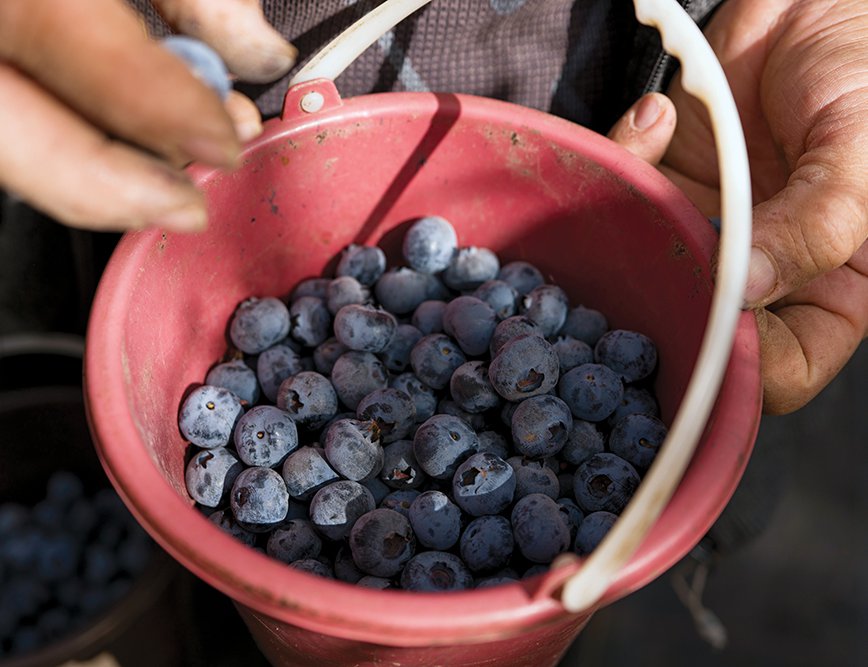 Harvesting begins as early as January in Morocco