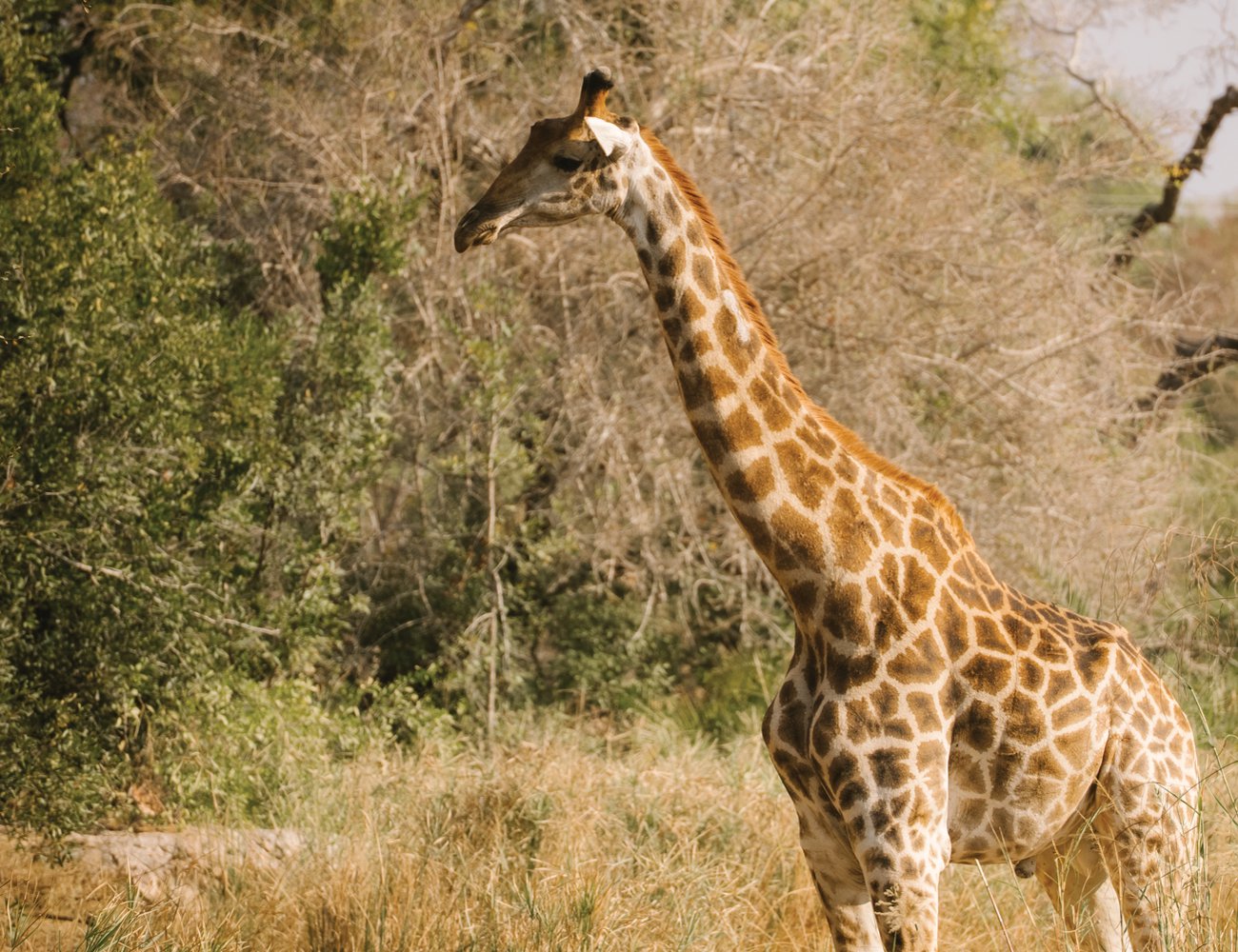All giraffes have unique spot patterns