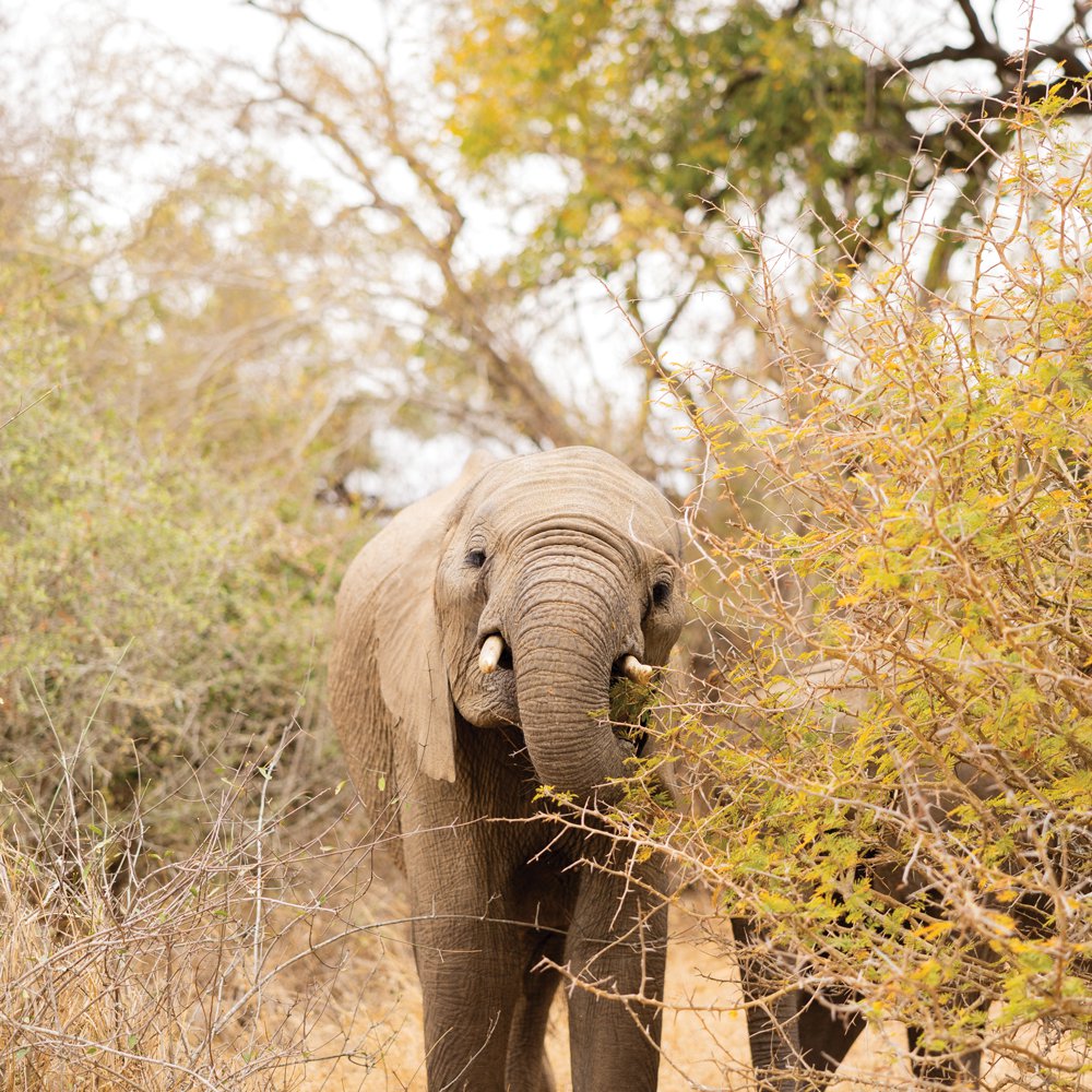 Elephants frequently visit the banks of the Sabie River, within easy sight of the lodge