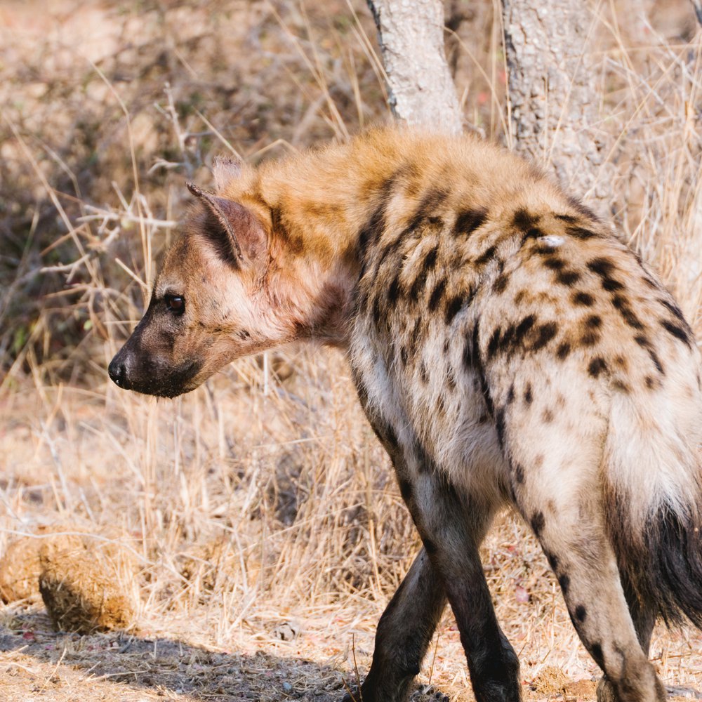 Hyenas are apex predators, often challenging lions for food