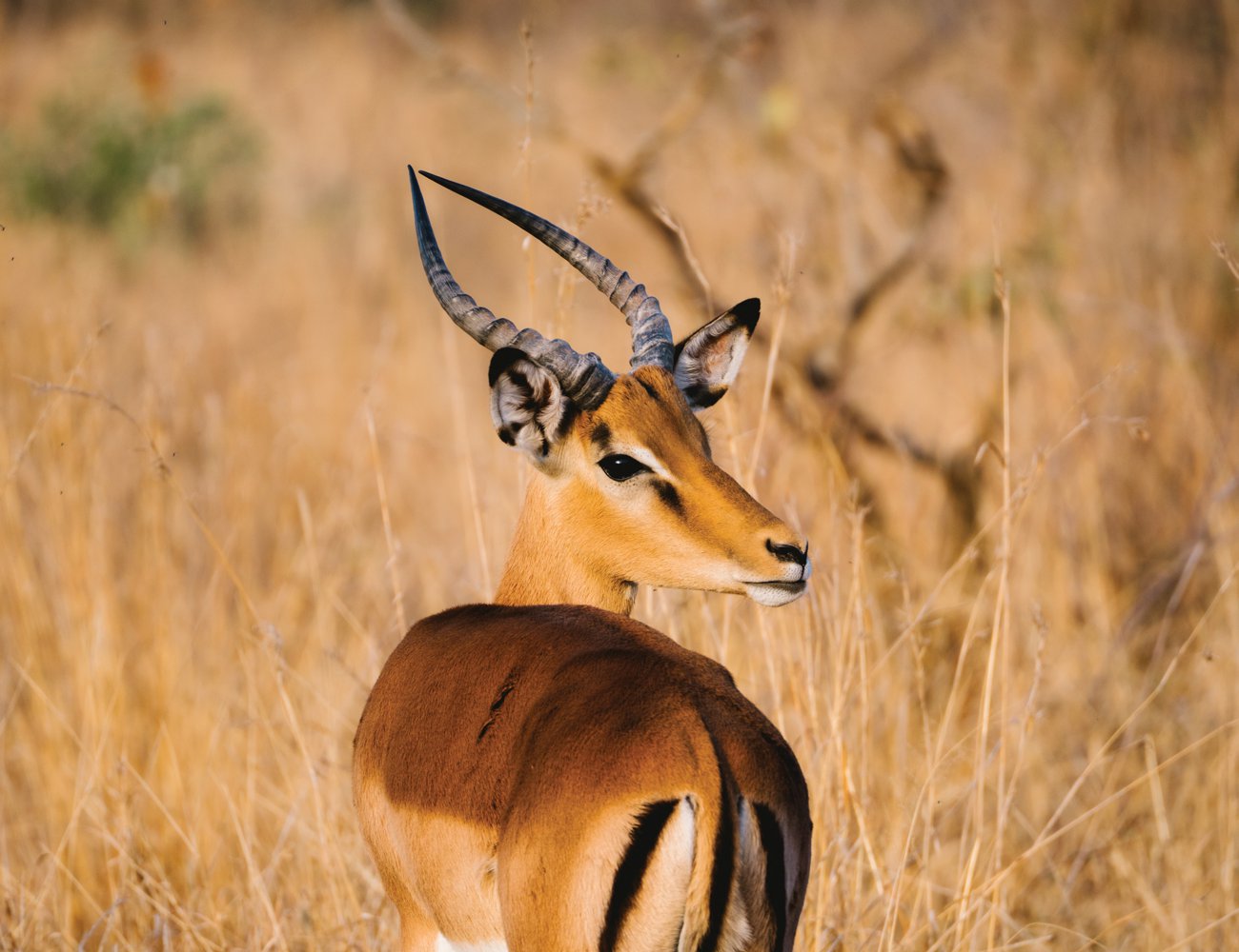 Herds of elegant impala roam the park, blending seamlessly with the tall savannah-like grasses