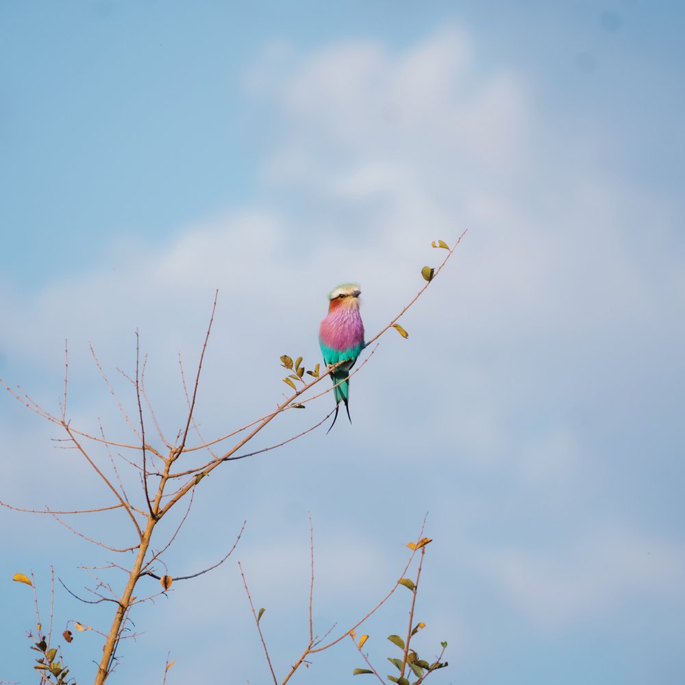 Lilac-breasted roller