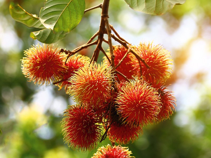 Rambutans just about ready for harvesting │ Soonthorn Sritawee checking on his Mahachanok mangoes│ Braving the heights for nature’s spikiest treasure – durians are harvested by hand high in the trees │Nam Dok Mai mangoes and plum mangoes, which are a speciality of Thailand, prized for their fragrant sweetness