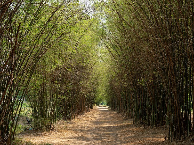 A bamboo tunnel curves through the mango farm, creating a shady, well-ventilated path│ At the heart of the land, a shrine stands│ Farming couple Issariya and Phaungpet work side by side│ A tiny mangosteen begins to form