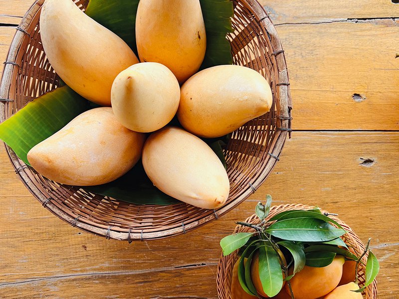 Rambutans just about ready for harvesting │ Soonthorn Sritawee checking on his Mahachanok mangoes│ Braving the heights for nature’s spikiest treasure – durians are harvested by hand high in the trees │Nam Dok Mai mangoes and plum mangoes, which are a speciality of Thailand, prized for their fragrant sweetness