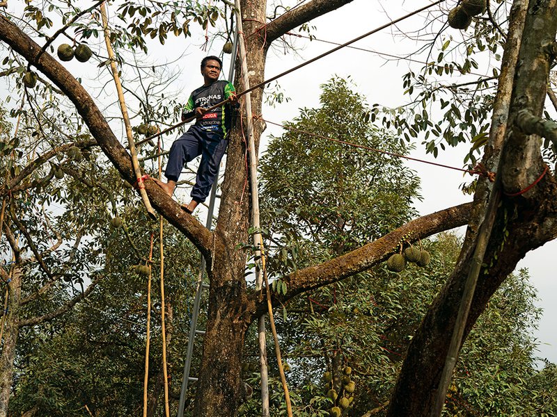 Rambutans just about ready for harvesting │ Soonthorn Sritawee checking on his Mahachanok mangoes│ Braving the heights for nature’s spikiest treasure – durians are harvested by hand high in the trees │Nam Dok Mai mangoes and plum mangoes, which are a speciality of Thailand, prized for their fragrant sweetness