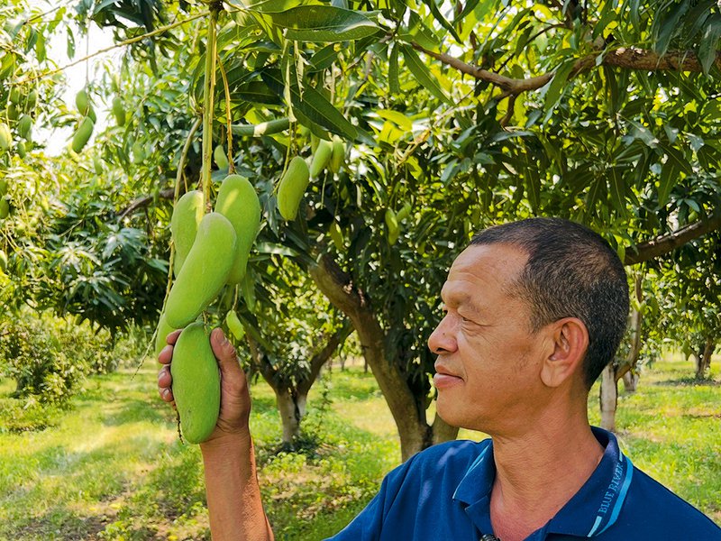 Rambutans just about ready for harvesting │ Soonthorn Sritawee checking on his Mahachanok mangoes│ Braving the heights for nature’s spikiest treasure – durians are harvested by hand high in the trees │Nam Dok Mai mangoes and plum mangoes, which are a speciality of Thailand, prized for their fragrant sweetness