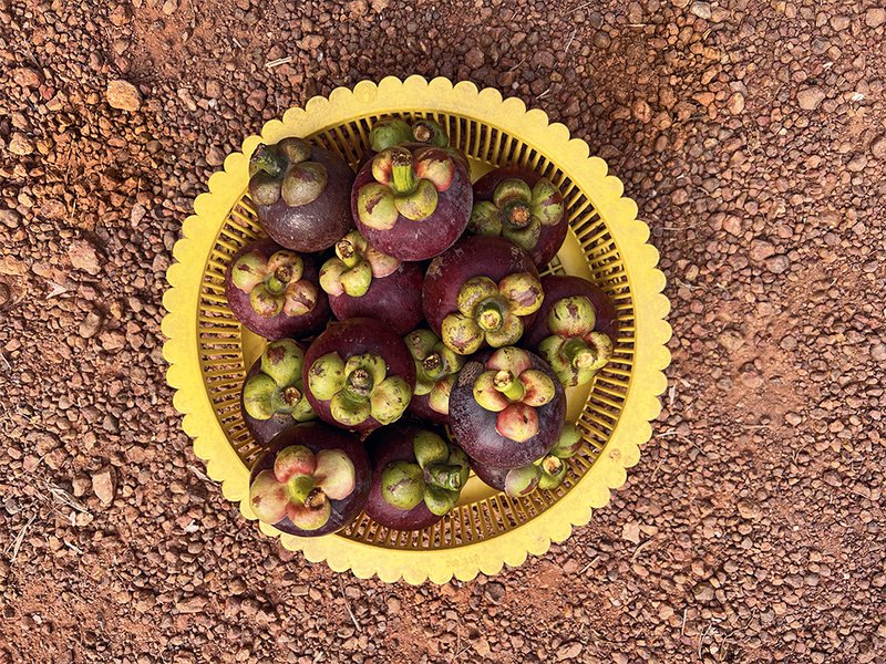 Lemongrass is carefully harvested by hand│ A basket of ripe mangosteens shows off the deep purple rinds – delicate white segments lie inside│ In the eastern region of Thailand, a network of narrow waterways supports year-round irrigation for fruit orchards│ Ripe durians reveal their rich yellow flesh – aromatic,  custard-like and famously divisive