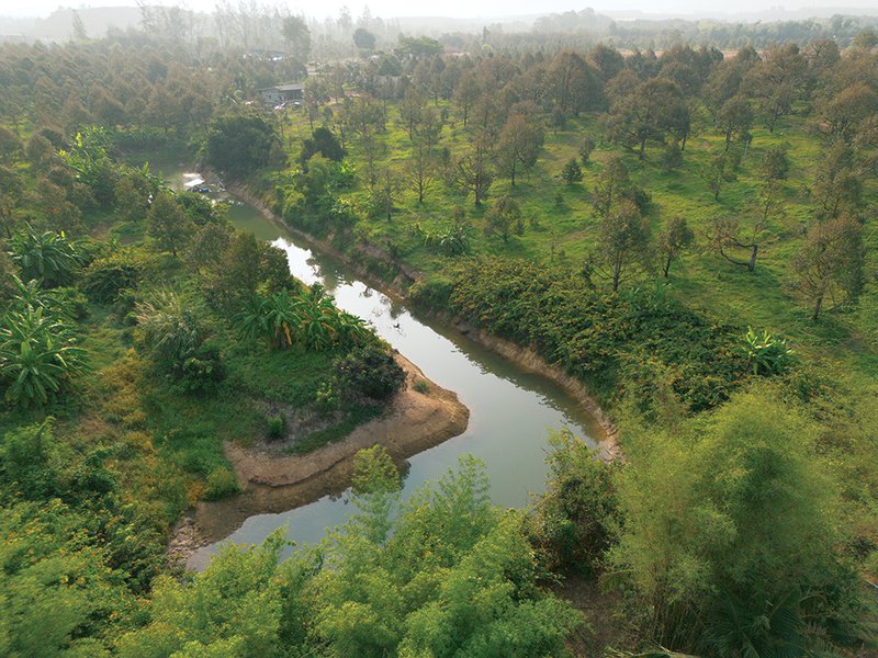 Lemongrass is carefully harvested by hand│ A basket of ripe mangosteens shows off the deep purple rinds – delicate white segments lie inside│ In the eastern region of Thailand, a network of narrow waterways supports year-round irrigation for fruit orchards│ Ripe durians reveal their rich yellow flesh – aromatic,  custard-like and famously divisive