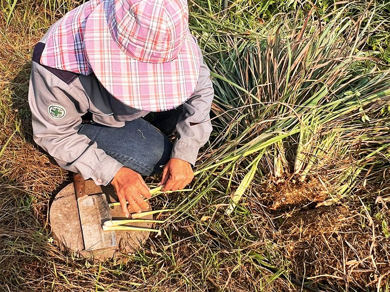 Lemongrass is carefully harvested by hand│ A basket of ripe mangosteens shows off the deep purple rinds – delicate white segments lie inside│ In the eastern region of Thailand, a network of narrow waterways supports year-round irrigation for fruit orchards│ Ripe durians reveal their rich yellow flesh – aromatic,  custard-like and famously divisive