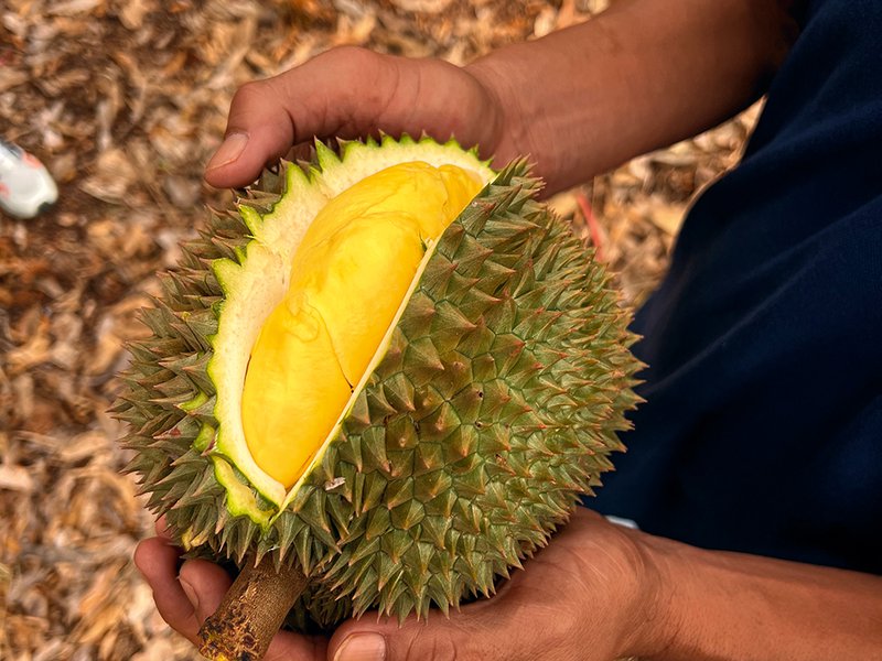 Lemongrass is carefully harvested by hand│ A basket of ripe mangosteens shows off the deep purple rinds – delicate white segments lie inside│ In the eastern region of Thailand, a network of narrow waterways supports year-round irrigation for fruit orchards│ Ripe durians reveal their rich yellow flesh – aromatic,  custard-like and famously divisive