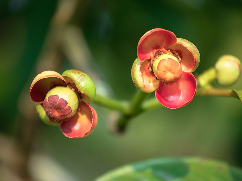 A bamboo tunnel curves through the mango farm, creating a shady, well-ventilated path│ At the heart of the land, a shrine stands│ Farming couple Issariya and Phaungpet work side by side│ A tiny mangosteen begins to form