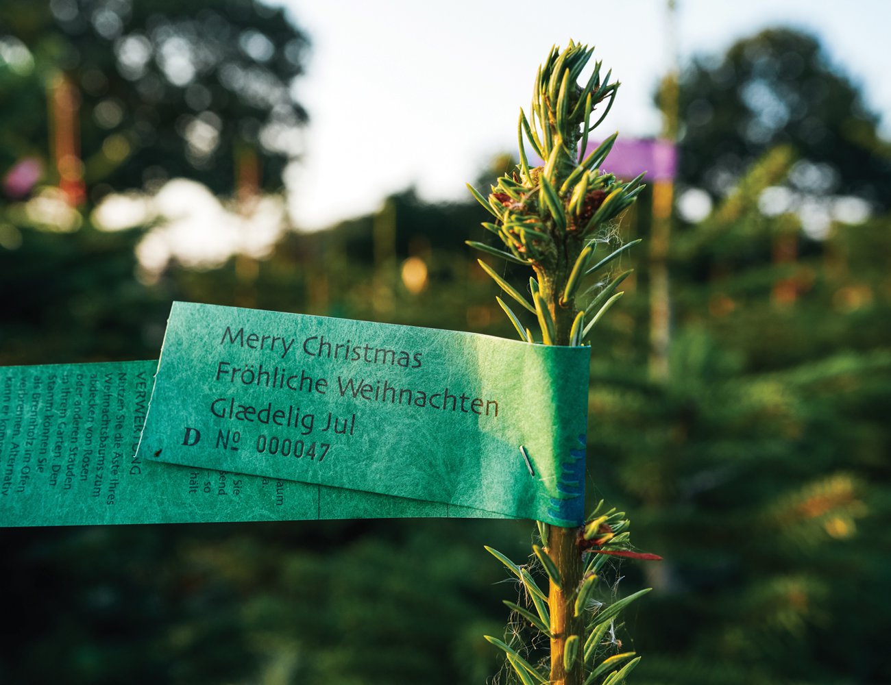 Trine also exports her trees to Germany