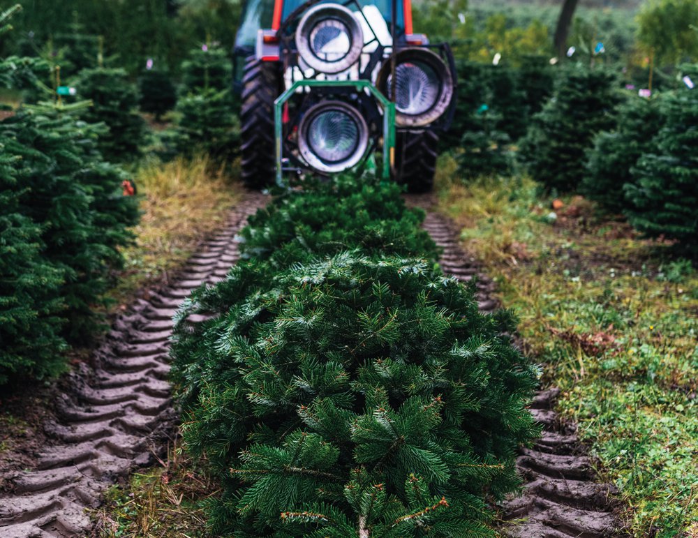 The trees for Spinneys are cut in October