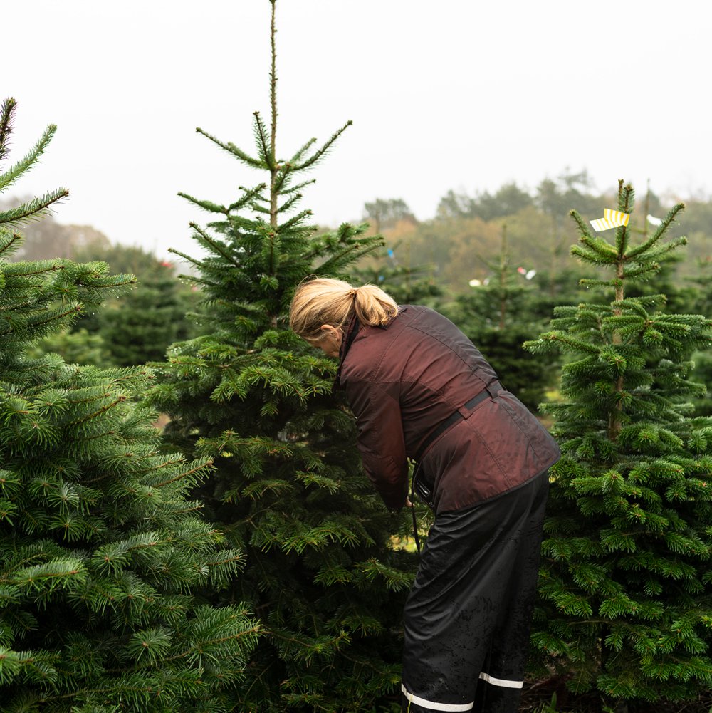 Trine only selects prime trees for the UAE