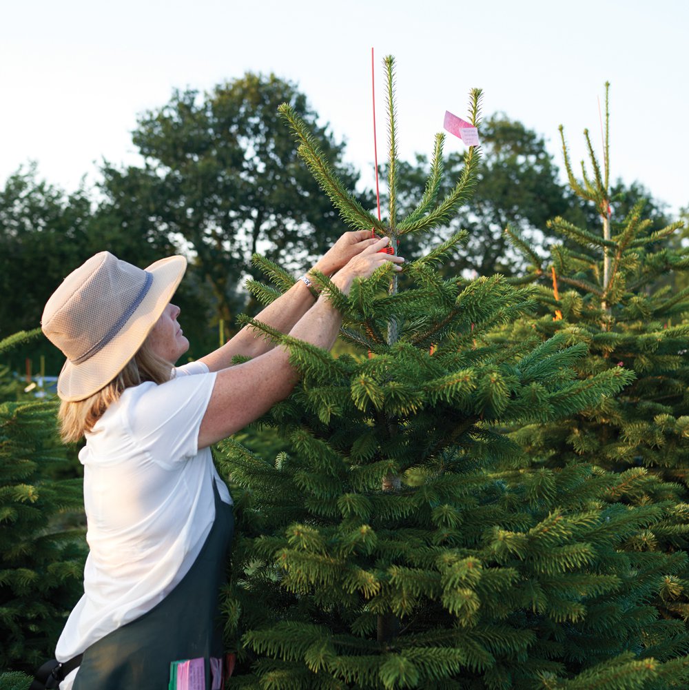 She grows more than 30 hectares of Nordmann firs on Bjergeskovgård