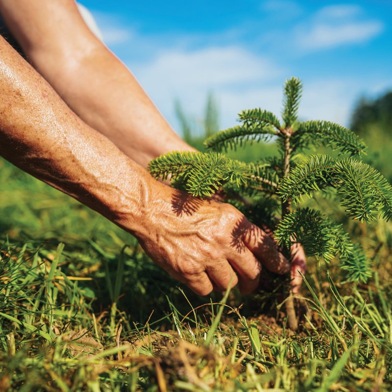 The magic grows here