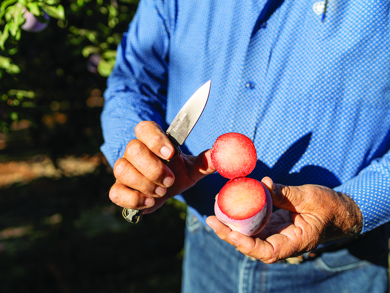 Multi-generational farmers of Family Tree Farms in California are thoroughly committed to producing “the best fruit you’ve ever tasted”  │ Muxlow, David Jackson, Daniel Jackson and Troy Jackson │ Tutura trellises allow for sunlight among the orchards │ Natural wax on stone fruit is best for flavour │ Eric Wuhl │  Troy, Grant and Ty