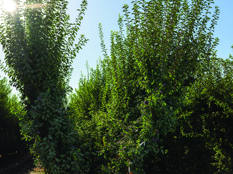 Multi-generational farmers of Family Tree Farms in California are thoroughly committed to producing “the best fruit you’ve ever tasted”  │ Muxlow, David Jackson, Daniel Jackson and Troy Jackson │ Tutura trellises allow for sunlight among the orchards │ Natural wax on stone fruit is best for flavour │ Eric Wuhl │  Troy, Grant and Ty