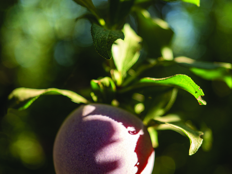 Multi-generational farmers of Family Tree Farms in California are thoroughly committed to producing “the best fruit you’ve ever tasted”  │ Muxlow, David Jackson, Daniel Jackson and Troy Jackson │ Tutura trellises allow for sunlight among the orchards │ Natural wax on stone fruit is best for flavour │ Eric Wuhl │  Troy, Grant and Ty