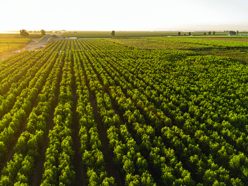 The orchards at sunrise │ Andy Muxlow and Daniel Jackson on the farm  │ David Jackson medals used for voting for  the best new varieties │ David Jackson │ The best stone fruit bound for export