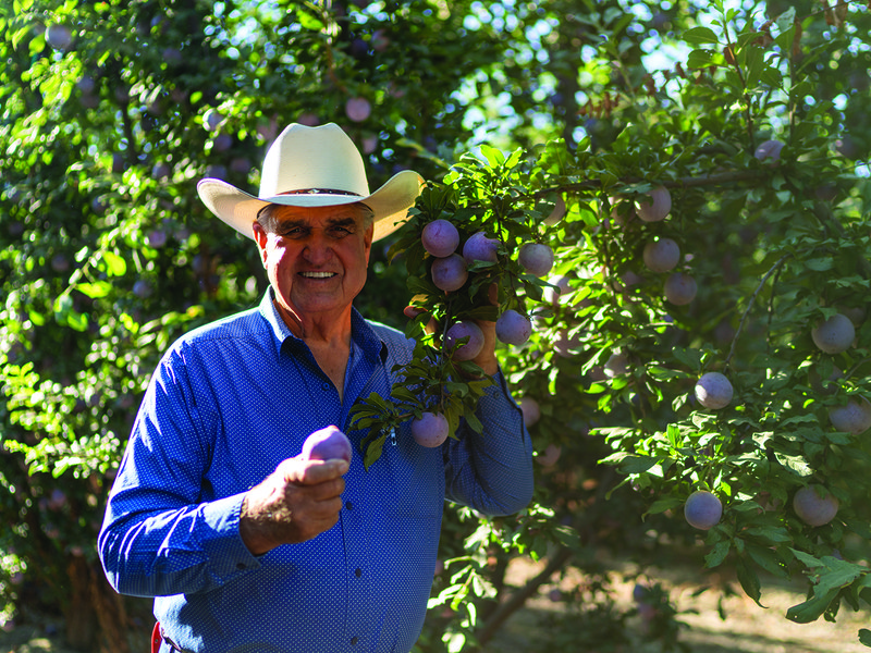 The orchards at sunrise │ Andy Muxlow and Daniel Jackson on the farm  │ David Jackson medals used for voting for  the best new varieties │ David Jackson │ The best stone fruit bound for export