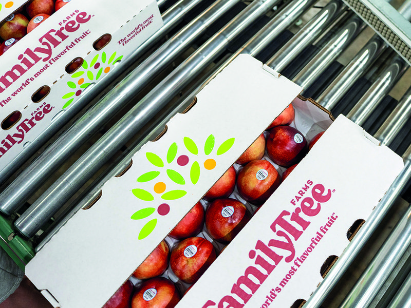 The orchards at sunrise │ Andy Muxlow and Daniel Jackson on the farm  │ David Jackson medals used for voting for  the best new varieties │ David Jackson │ The best stone fruit bound for export