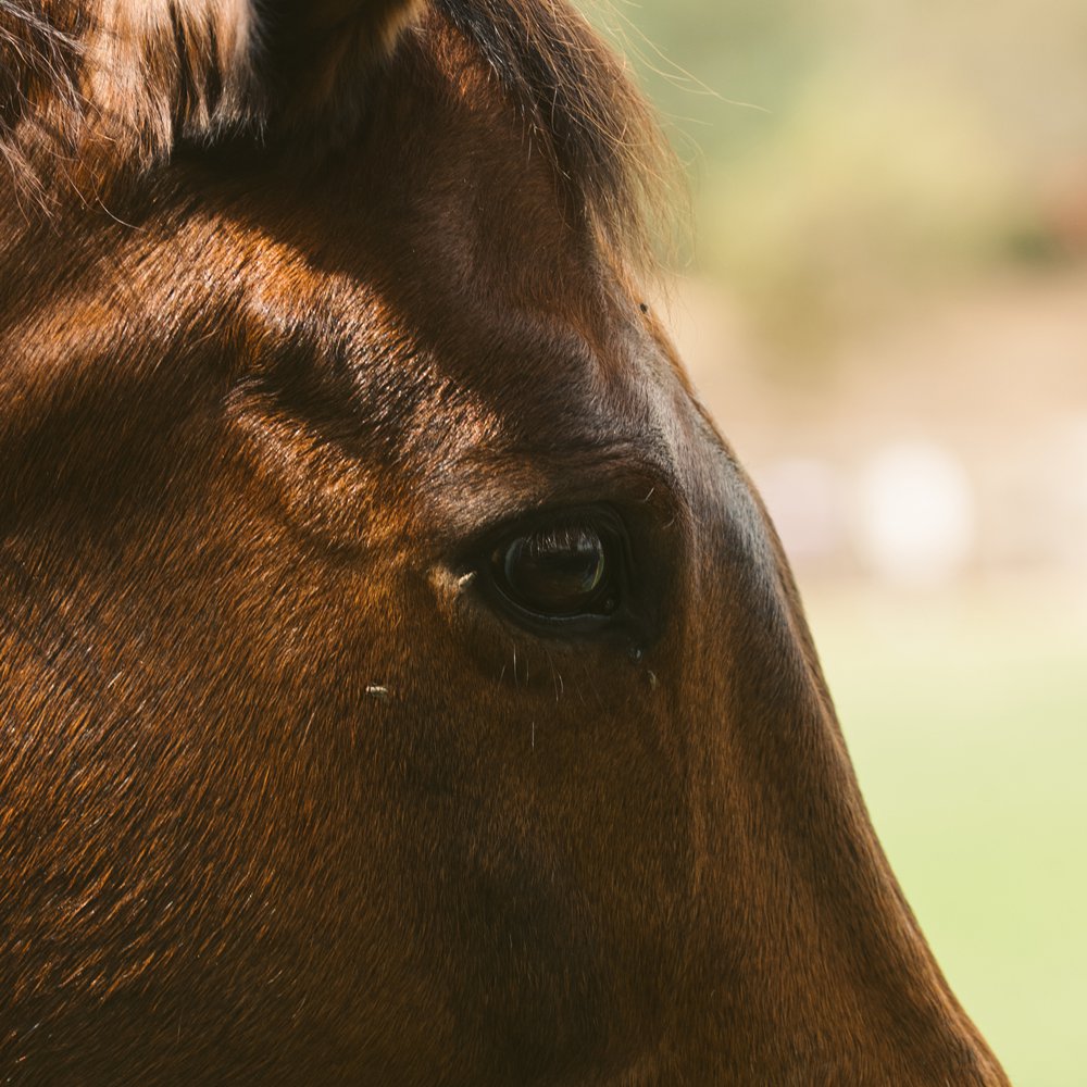 Heal with horses at Meliá Desert Palm