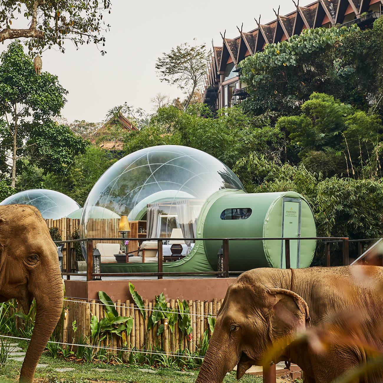 Jungle Bubbles offer guests a chance to ‘live’ among the elephants