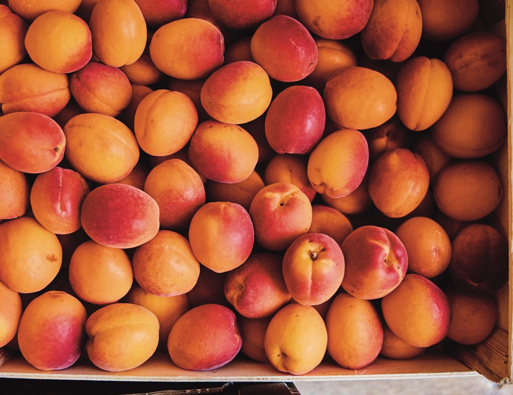 The best apricots you will ever taste