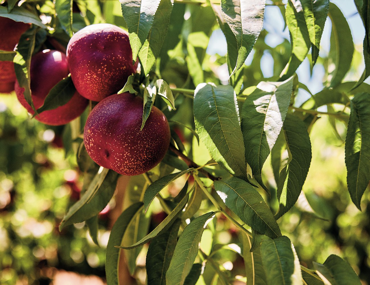 Sun-speckled nectarines