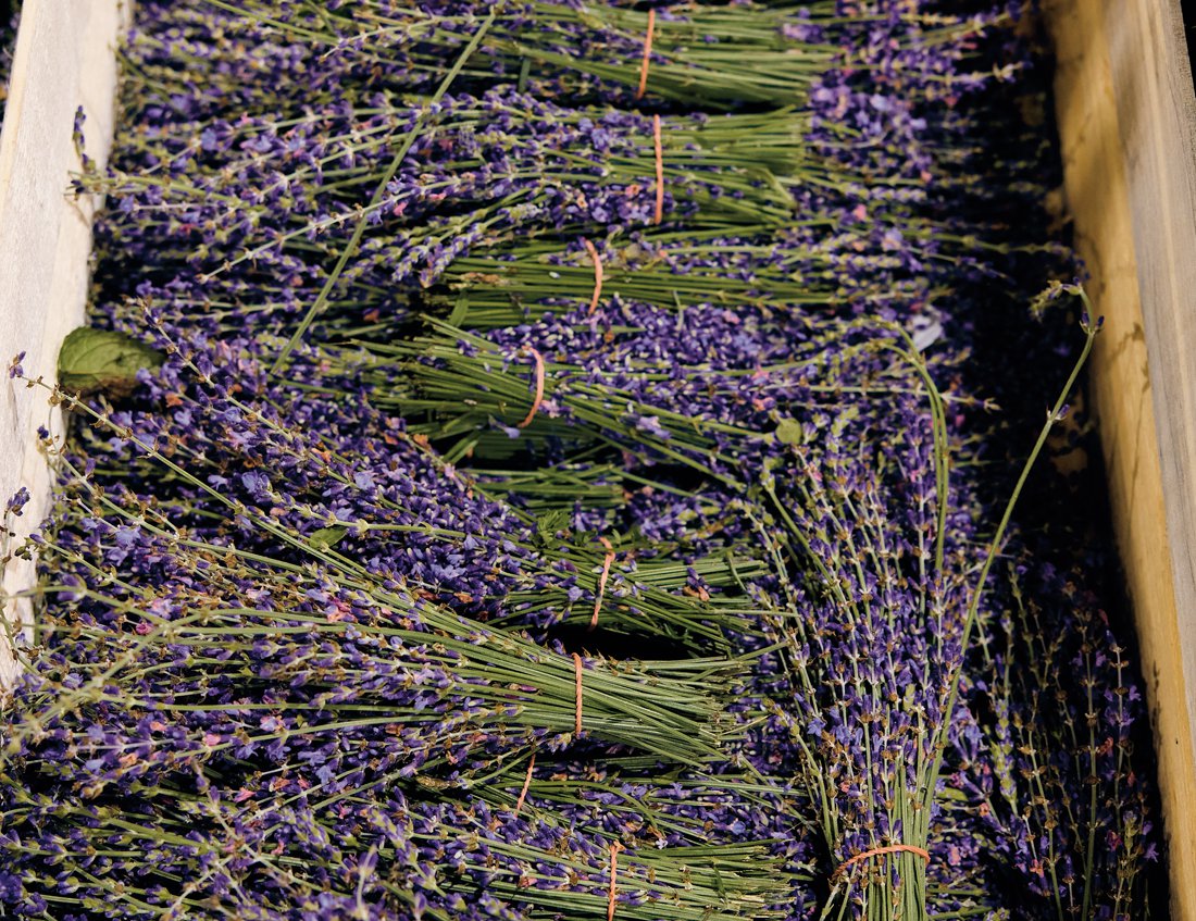 Freshly harvested lavender