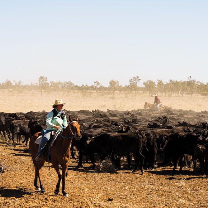Meet the producers: Stanbroke
