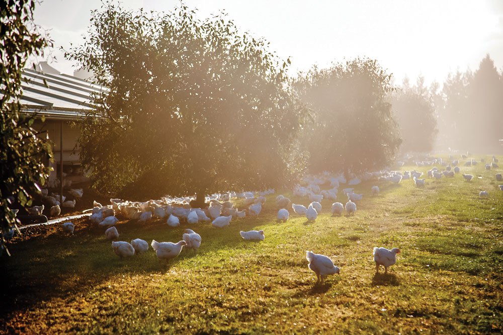 الابتكار في الأطعمة مع شركة تيجيل