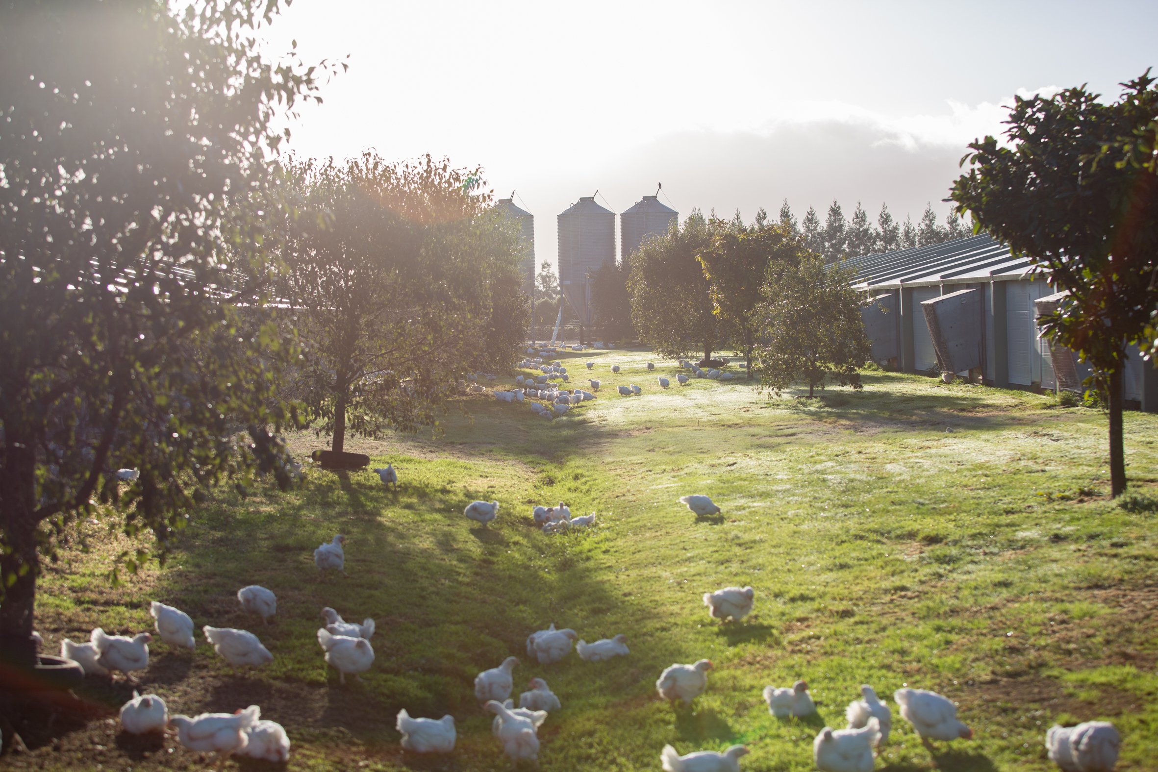 الجودة الأصلية للدواجن في سبينس