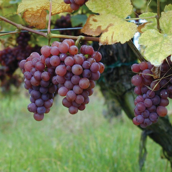 Trebbiano grapes