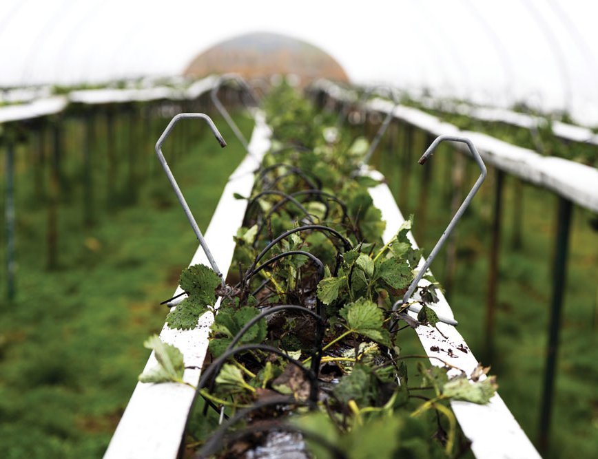 Tubes deliver heated water to the plants