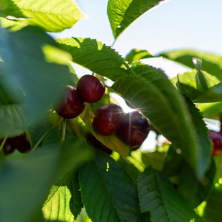 From tiny seeds grow mighty trees