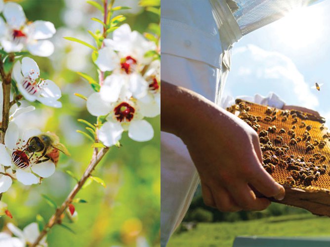 New Zealand is renowned for its delicious, high-quality honey. It s the only country in the world that has a formal, scientific definition of mˉanuka honey, which is administered by the New Zealand Government’s regulator, the Ministry for Primary Industries.