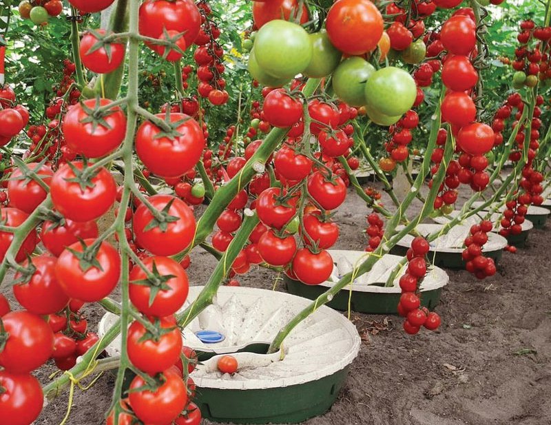 Waterboxx technology allows plants to thrive even in extreme desert conditions.