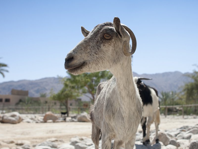 The on-site organic garden | Milk from the resort’s tribe of goats is used to make goat’s cheese at Zighy Bay’s artisanal factory | Guests are encouraged to cycle around the property | Glass waste produced by the resort is recycled onsite and repurposed into jewellery and decorations | More than 5,000 trees grow around the property, providing shade and soothing swathes of greenery