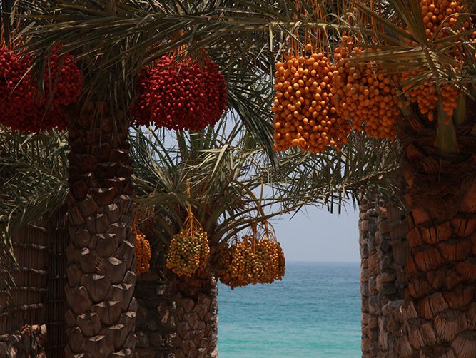 The on-site organic garden | Milk from the resort’s tribe of goats is used to make goat’s cheese at Zighy Bay’s artisanal factory | Guests are encouraged to cycle around the property | Glass waste produced by the resort is recycled onsite and repurposed into jewellery and decorations | More than 5,000 trees grow around the property, providing shade and soothing swathes of greenery
