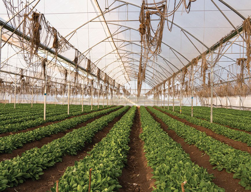 Crops such as pak choi Romaine lettuce and capsicum are grown in greenhouses
