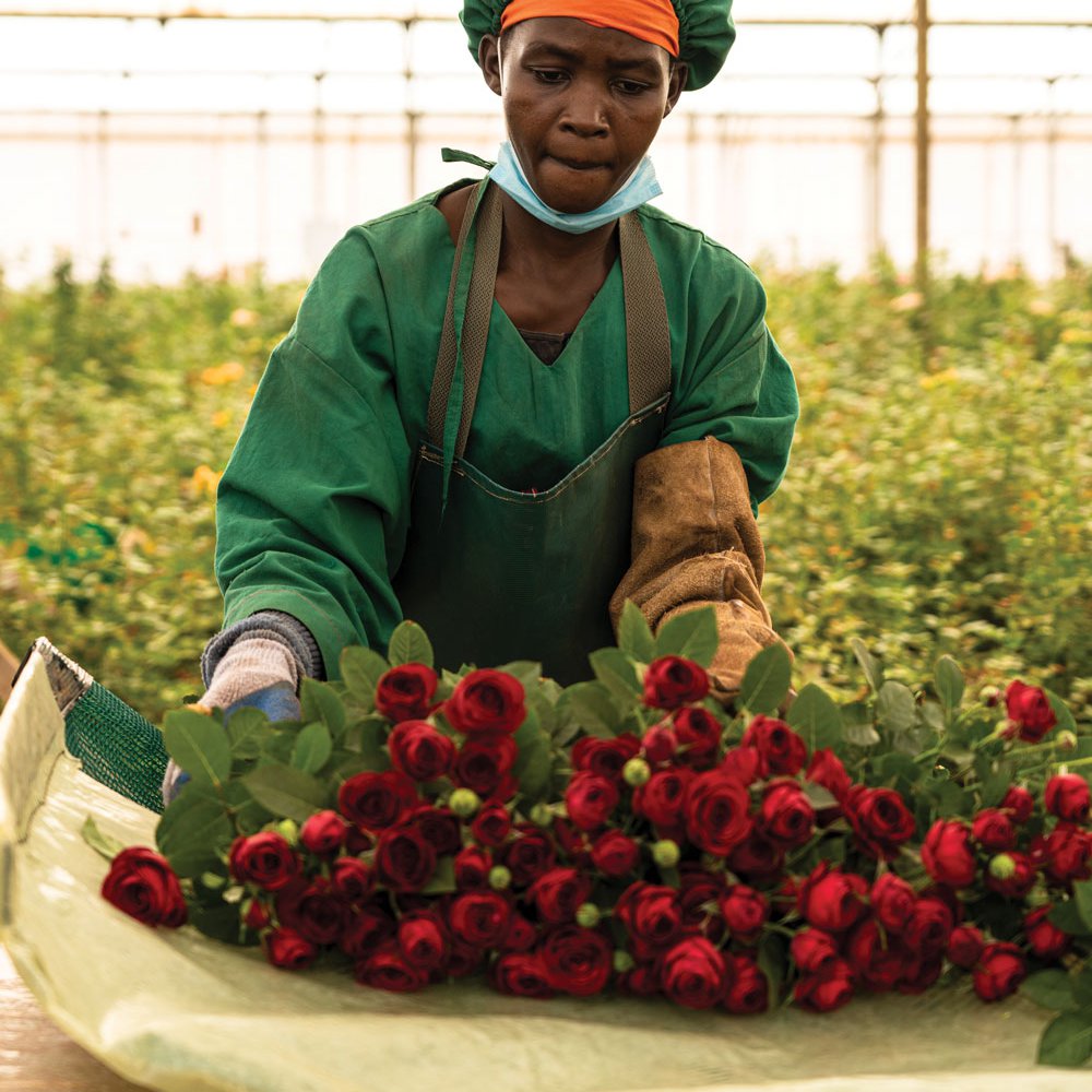 AAA Roses’ highly-trained staff handle all flowers with the utmost care