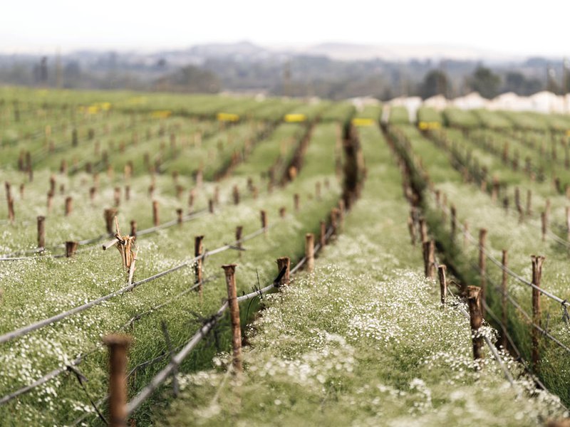 Rows of Baby’s Breath at Afri Calla’s farm
