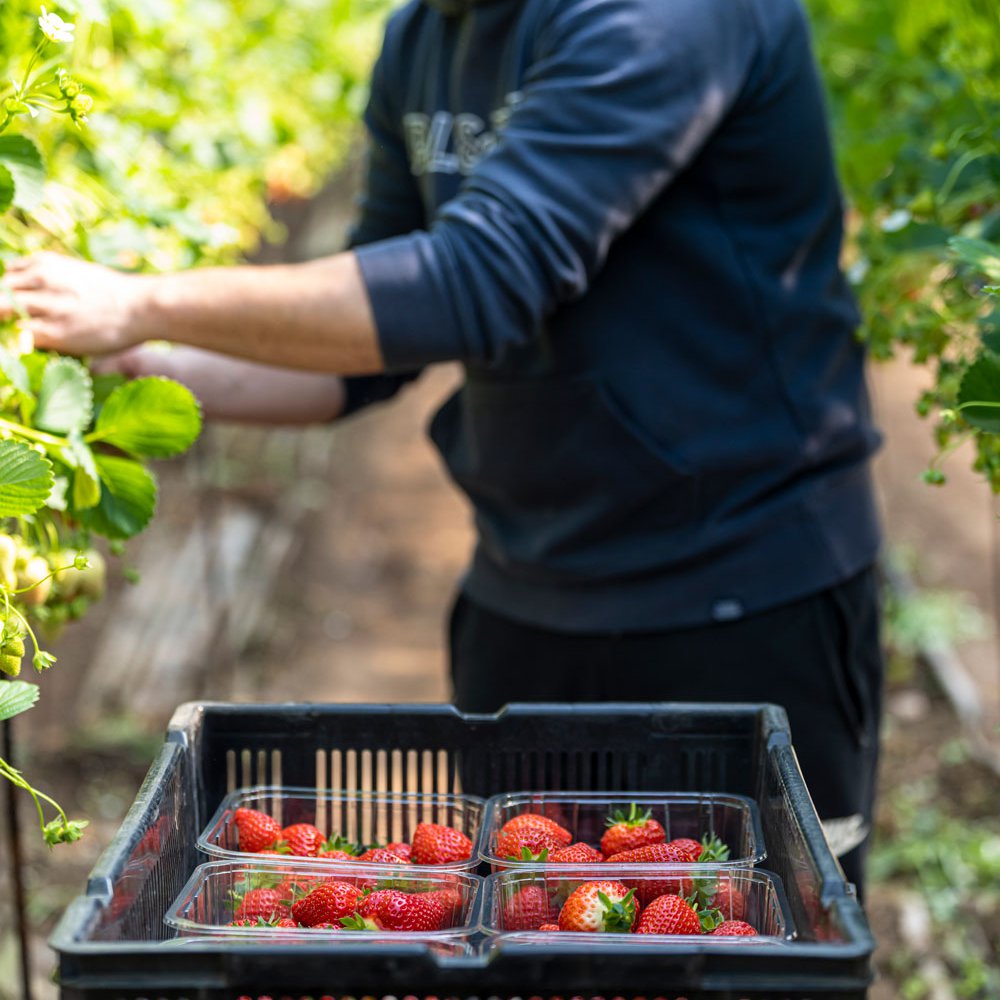 Angus Soft Fruits has been farming in the county of Angus since 1991; one farm alone can produce up to 50-80 tonnes of strawberries a day during harvest season